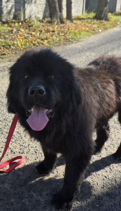 Reproduktor Nowofundland Krycie Zkwp Fci