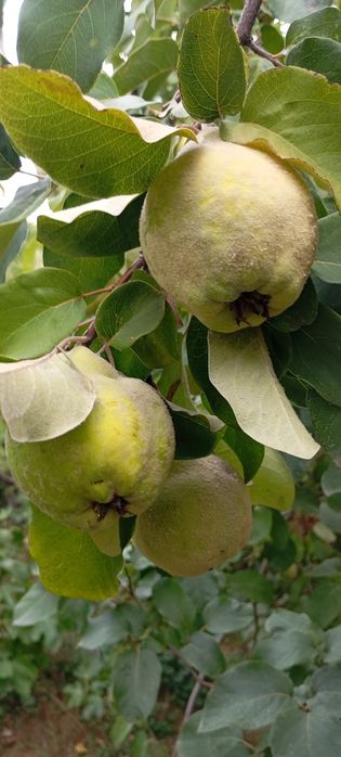 Marmelos biológicos no Porto