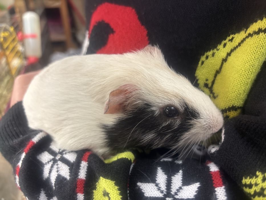 Świnki morskie samce 6 tygodni, kawie domowe