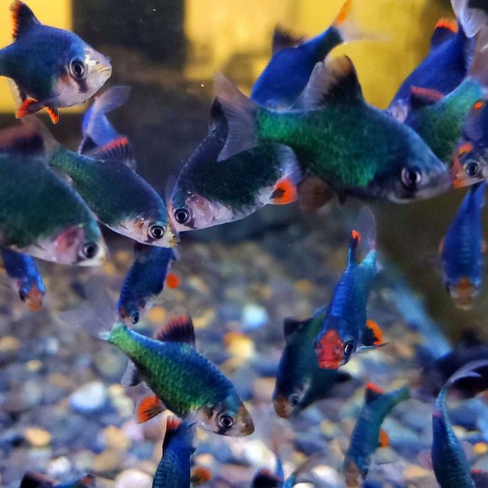 Brzanka sumatrzańska zielona - Brzanka mszysta - Brzanka zielona