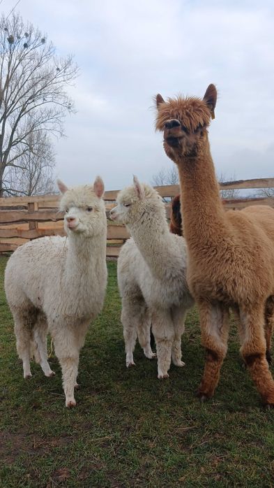 Сільськогосподарські копитні тварини