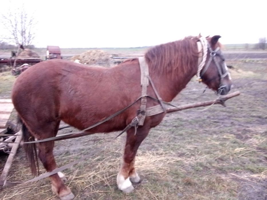 Продам кобилу 6 років