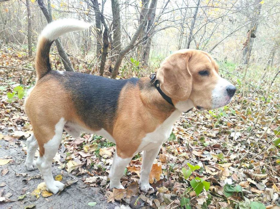 Бигль для вязки. Родословная КСУ