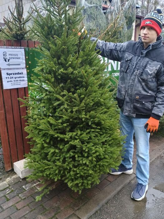 Choinka, świerk zielony i srebrny, plantacja i Białystok
