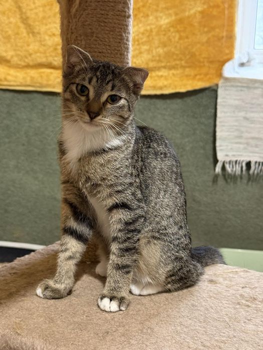 Вислоушки 6 мес.ДНЕПР