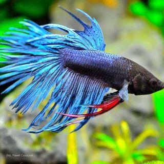 GB Bojownik Wspaniały - Samiczka | Różne kolory!