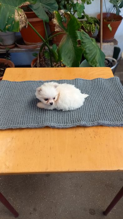 Spitz Alemão Lulu com vacinas