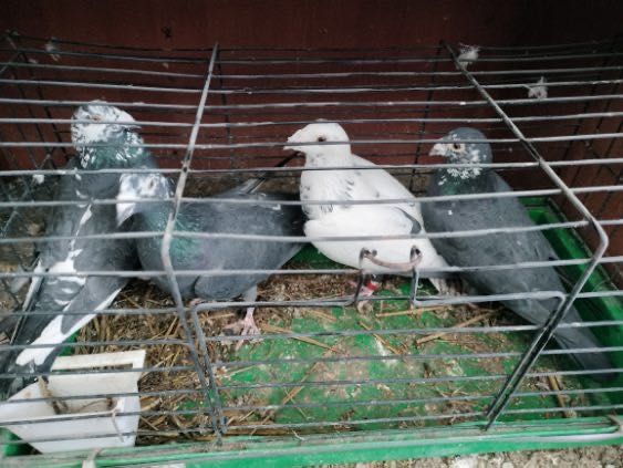 Gołębie tygrysy sprzedam