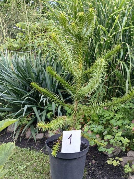 Araukaria Chilijska tzw Małpie Drzewo 70 cm