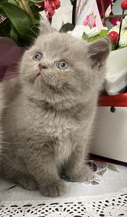 Шотландські котята