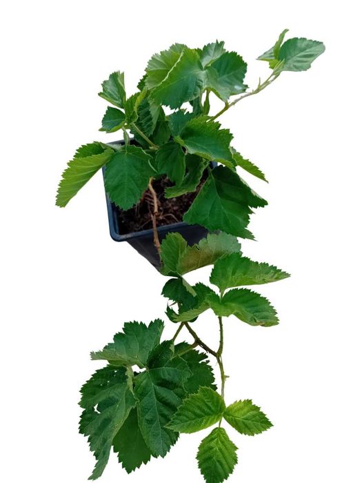 Framboesa preta planta