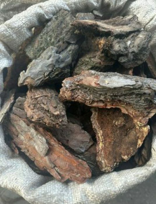 РОЖПРОДАЖ сосна кори