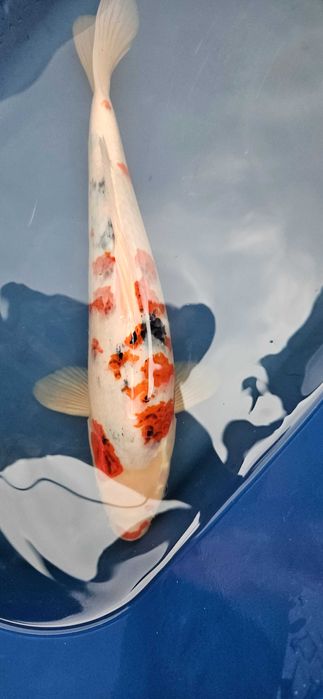 Karp koi.ghost .dlugie płetwy .Japonia rodzi e