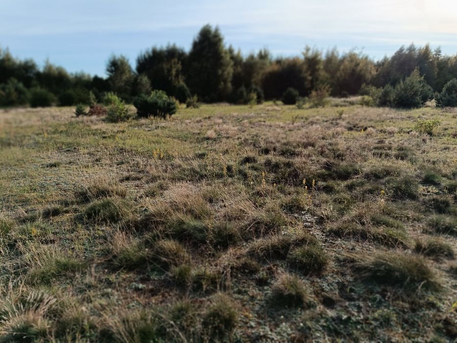 Działka Załom 3000m2,  nr ewid. 225/13