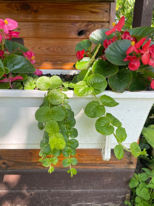 Традесканція  «Біла фата», вербейник в кашпо для тераси