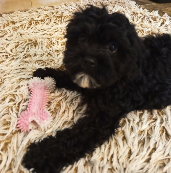 Szczeniak Cavapoo
