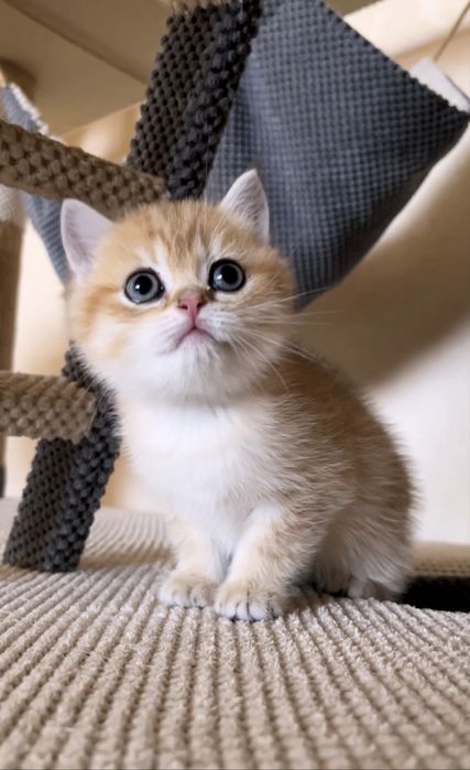 Кукольний шотландський хлопчик