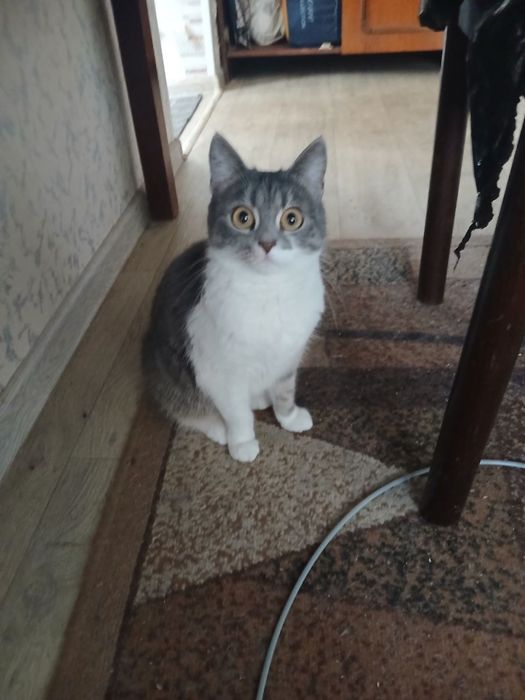 Отдам даром кошку