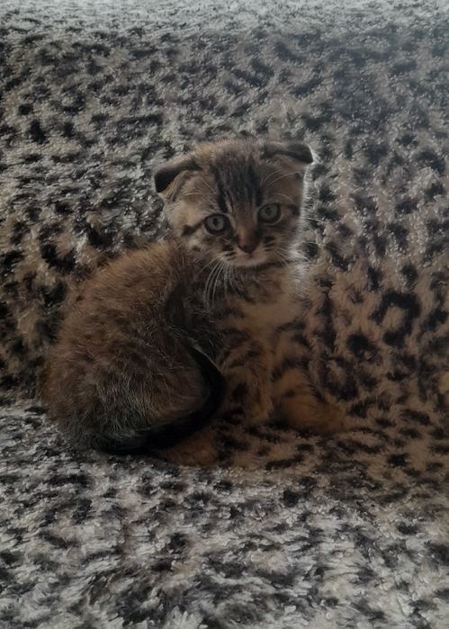 Продаються шотландські кошенятка