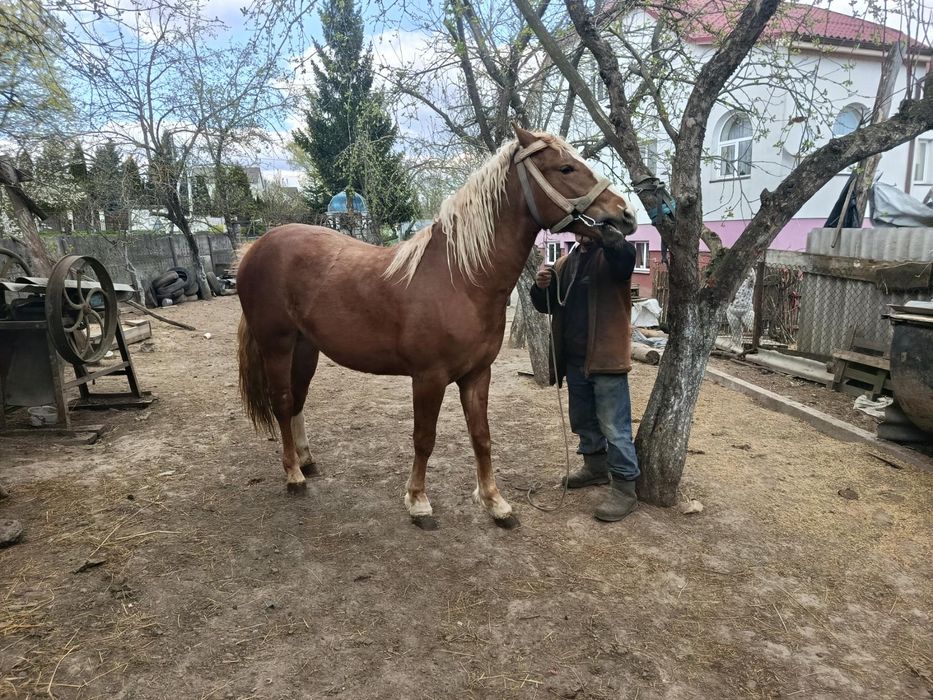 Молодий був раз в упрязі