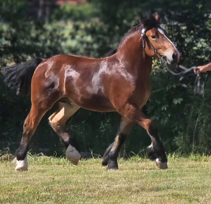 Roczny ogierek Arden polski