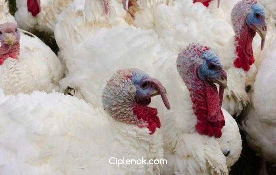 Инкубационное яйцо индюка Бют 8 (Венгрия)