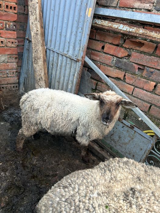 Animais de quinta burregos