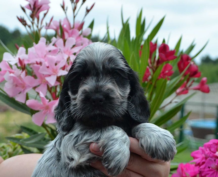 Cocker Spaniel Angielski ZKwP/FCI