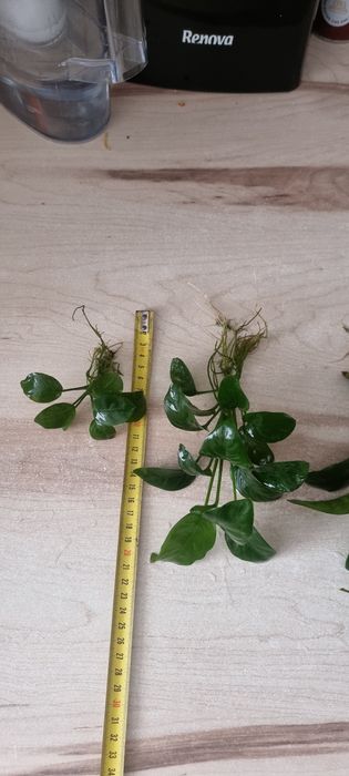Anubias e tronco para aquario