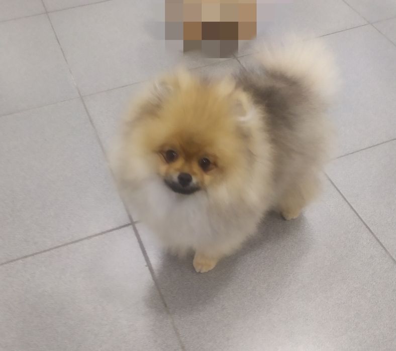 Померанский шпиц