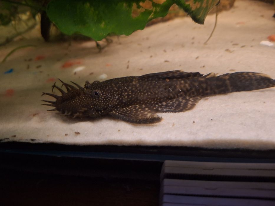 Sprzedam zbrojniki,glonojady dorosle