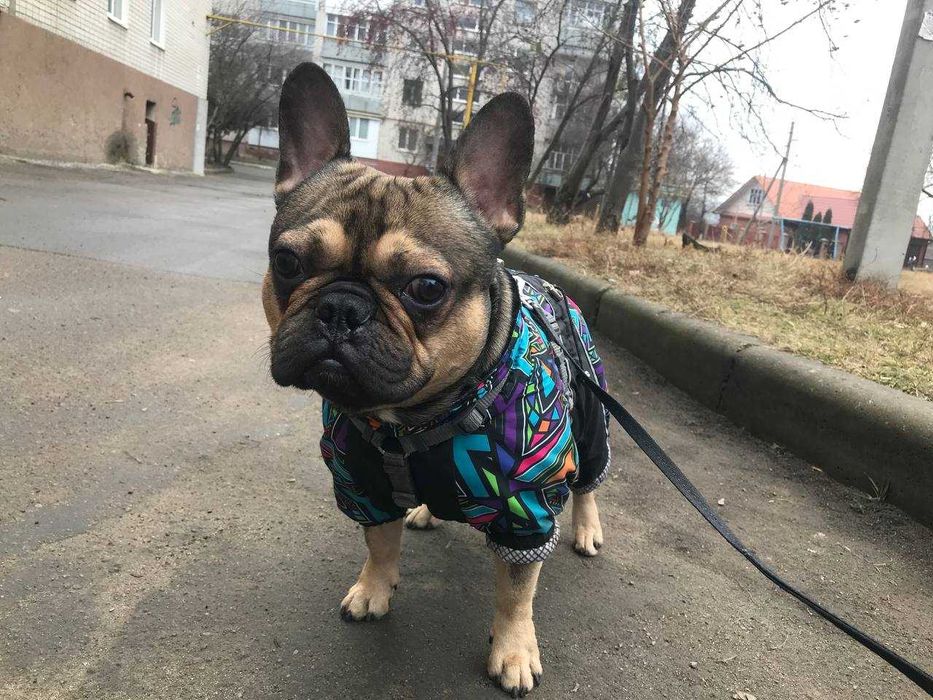 Французский бульдог