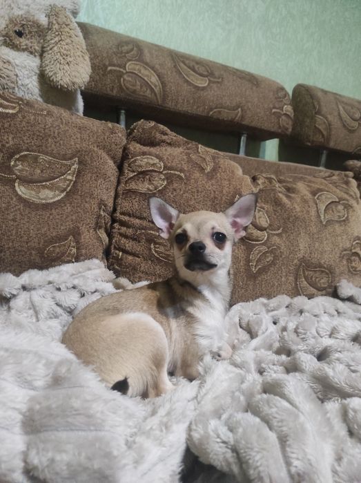 ШИКАРНАЯ девчонка чихуахуа!!!