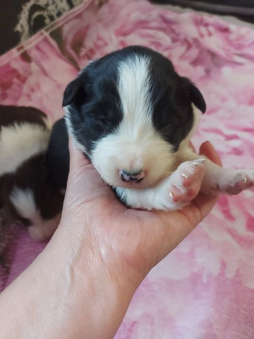 Border Collie suczka z badaniami I wyprawką.