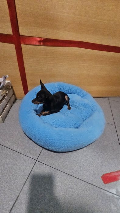 Pincher mini macho