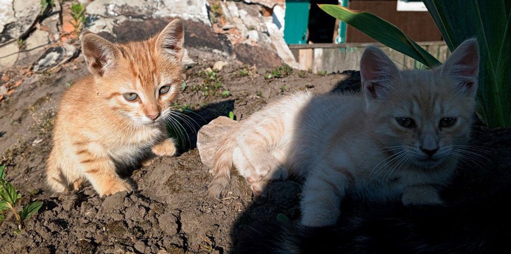 Віддам чудових кошенят