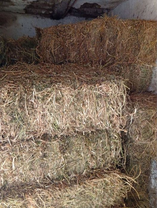 Продам тюки люцерки