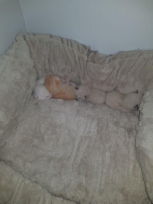Gatos para adoção