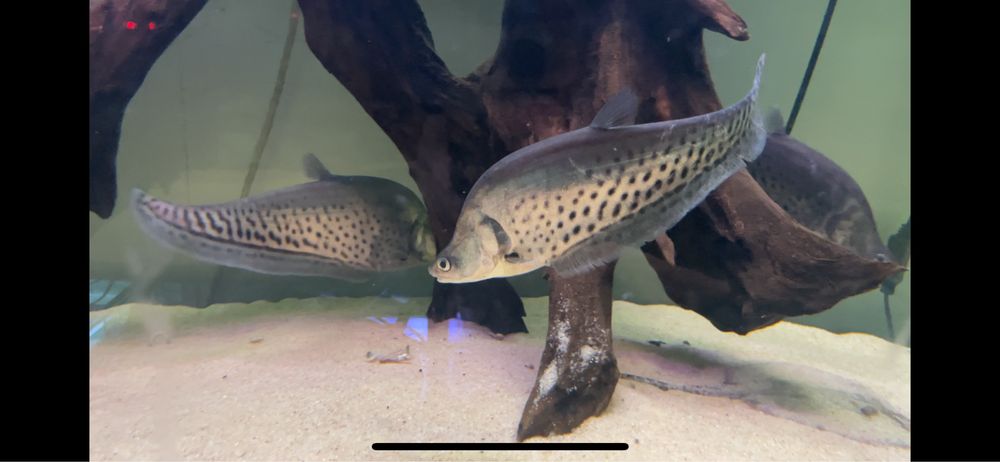 ~42cm Chitala blanci / Royal knifefish / Peixe faca Real
