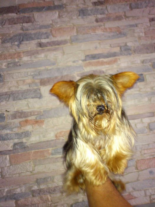 Yorkshire Terrier super miniatura (Gold)