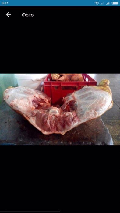 Семя  для искусственного осеминения свиней