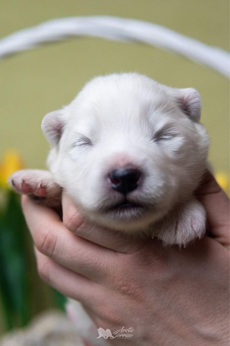 Samoyed piesek ZKwP do odbioru koniec października