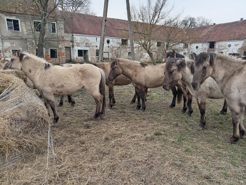 Klacze konik polski