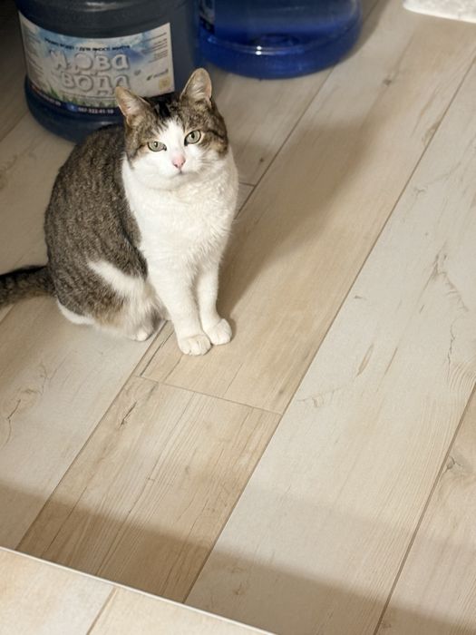 Кошечка беслатно