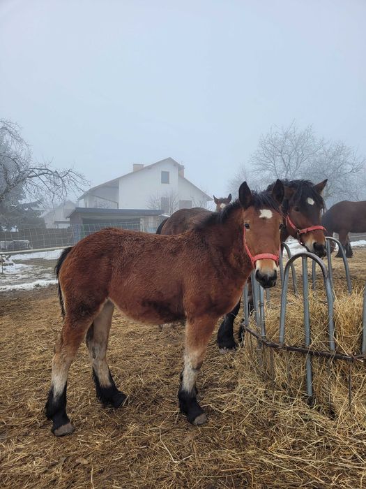 Konie zimnokrwiste, źrebaki, klaczki, ogierki, odsadki