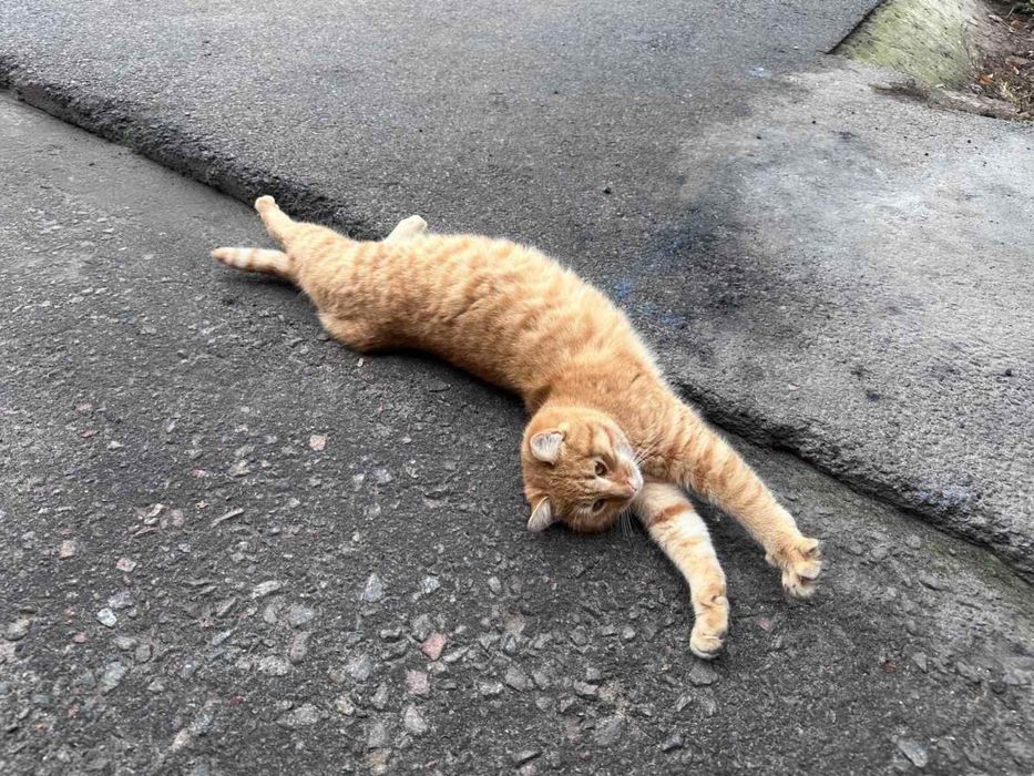 Отдам рыжего кота, 9 месяцев