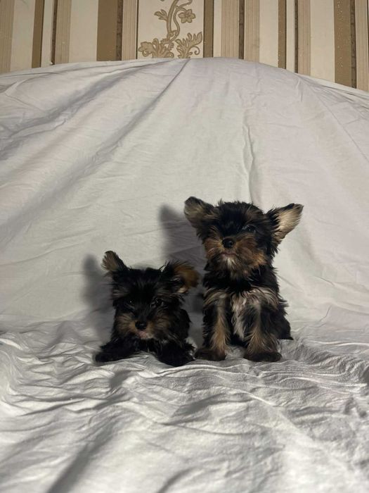 Порода йоркширський терєр