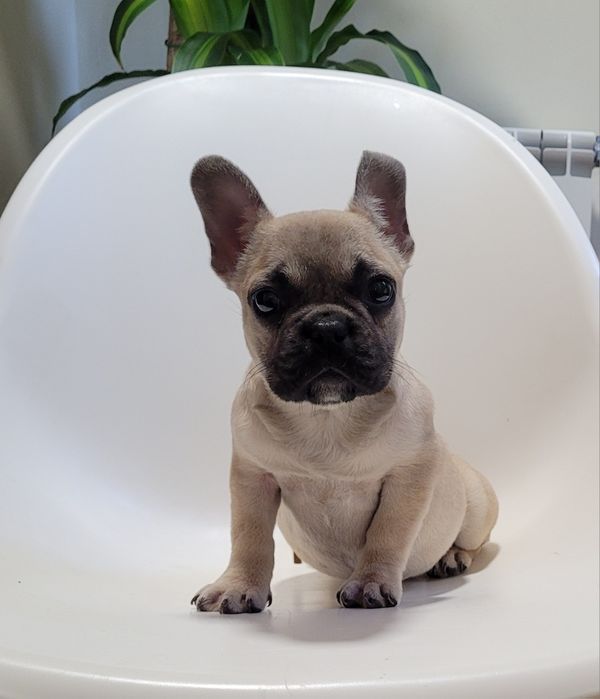 Bulldog francês femea