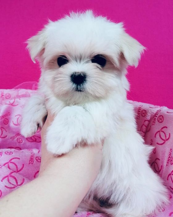 Maltańczyk suczka z rodowodem Maltańczyki