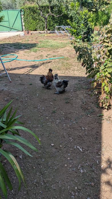 Galinhas Sedosas